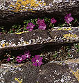 Prvosienka najmenia (Primula minima)
